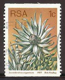 1977 SOUTH AFRICA FLORA, PROTEA PLANTS