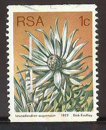 1977 SOUTH AFRICA FLORA, PROTEA PLANTS