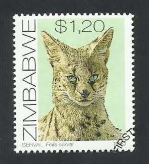1999 ZIMBABWE CATS