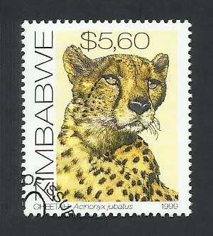 1999 ZIMBABWE CATS