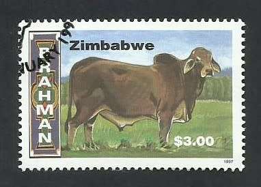 1997 ZIMBABWE CATTLE BREEDS