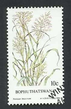 1984 BOPHUTHATSWANA INDIGENOUS GRASS