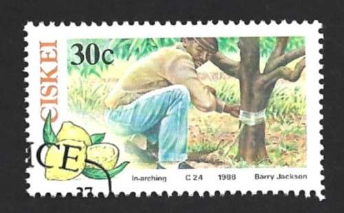 1988 CISKEI CITRUS FARMING