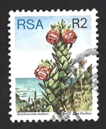 1977 SOUTH AFRICA FLORA, PROTEA PLANTS