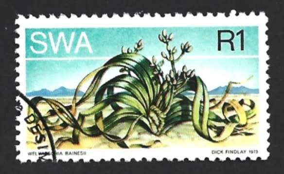 1973 SOUTH WEST AFRICA DESERT PLANT