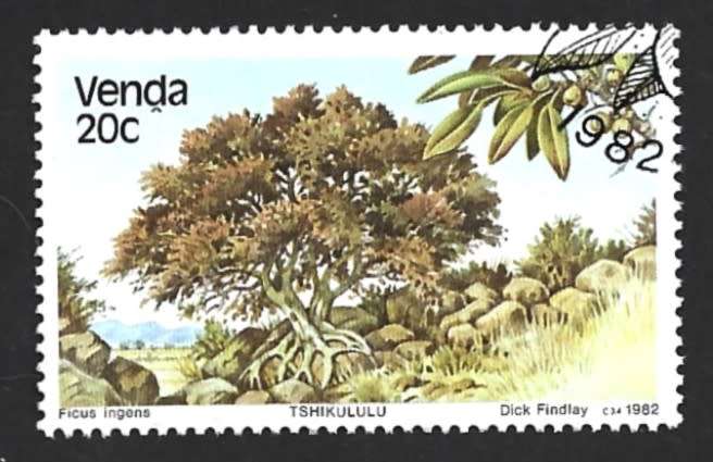 1982 VENDA TREES