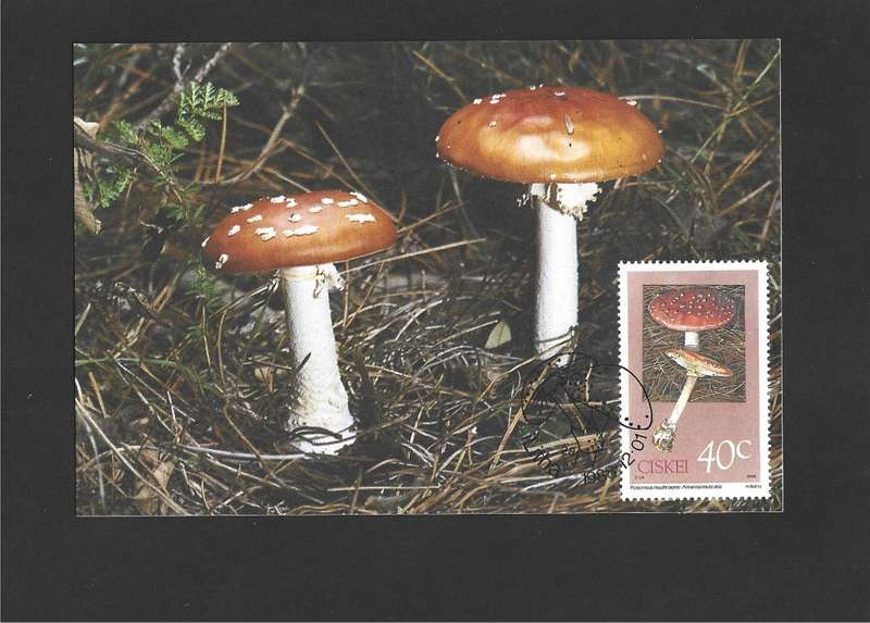 1988 CISKEI MUSHROOMS