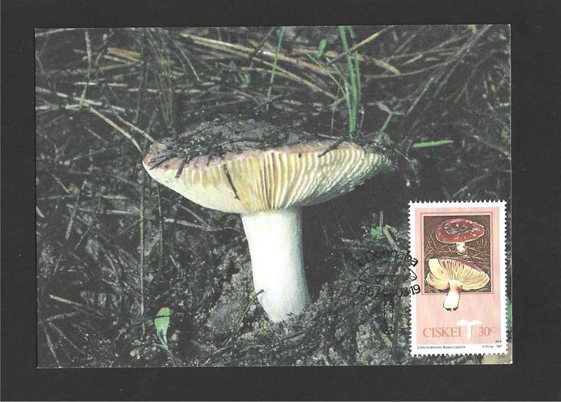 1987 CISKEI MUSHROOMS