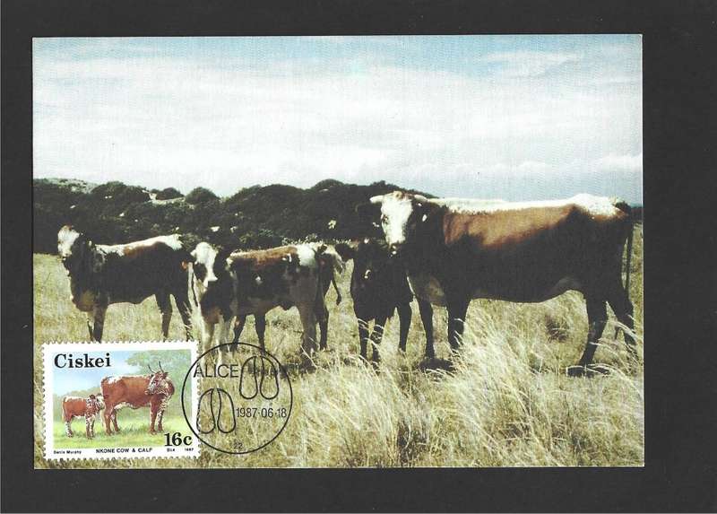 1987 CISKEI NKONE CATTLE