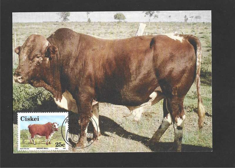 1987 CISKEI NKONE CATTLE