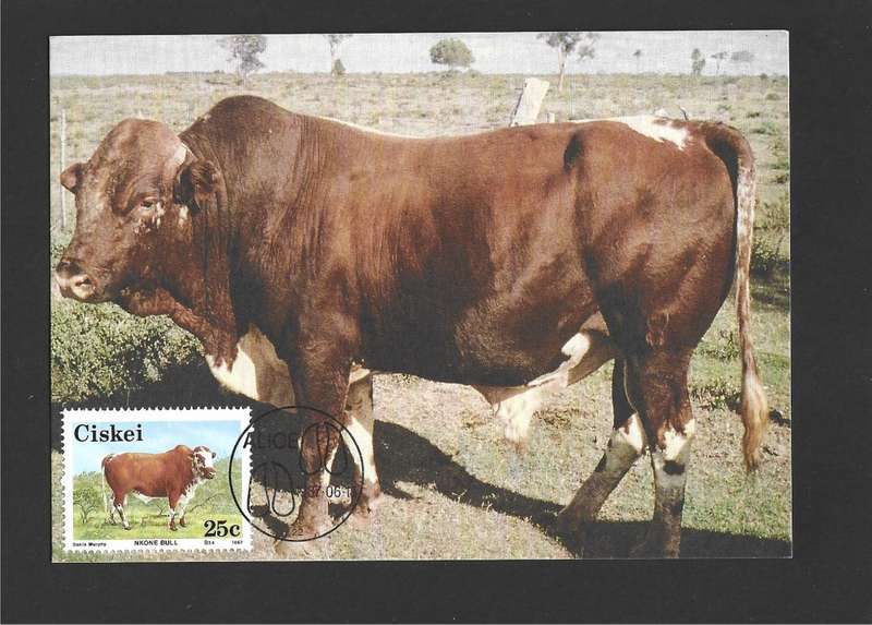 1987 CISKEI NKONE CATTLE