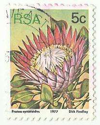 1977 SOUTH AFRICA PROTEA