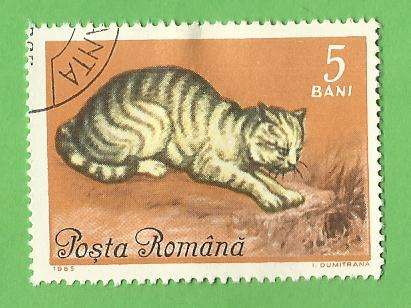 1965 ROMANIA CAT
