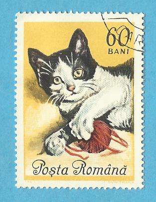 1965 ROMANIA CAT