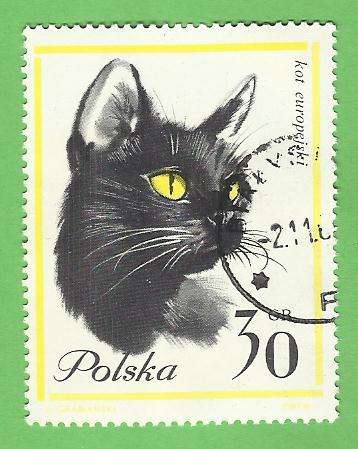 1964 POLAND CAT