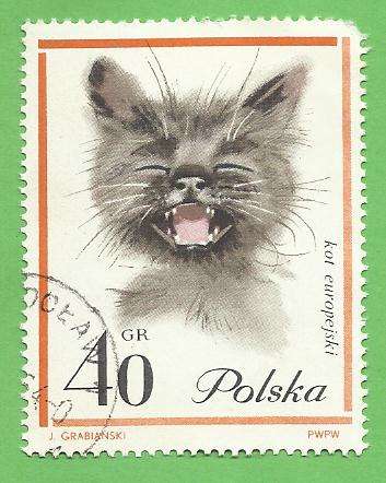 1964 POLAND CAT