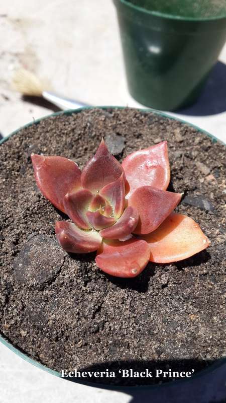 ECHEVERIA ¿BLACK PRINCE¿ Succelent plant