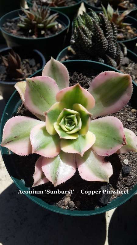 Aeonium Sunburst - Copper Pinwheel