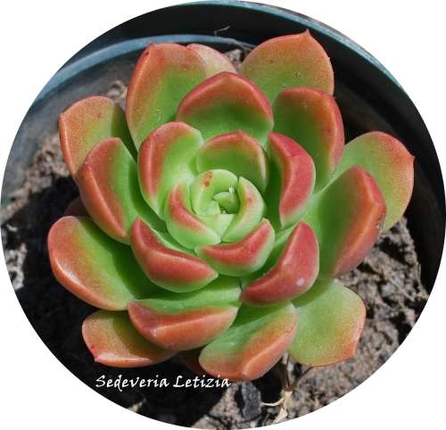 Sedeveria Letizia
