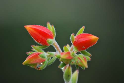 Echeveria Setosa