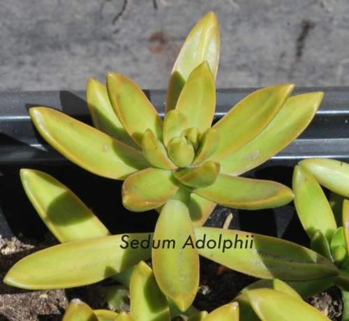 Sedum adolphii