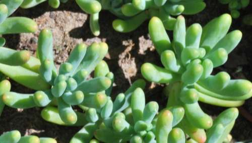 Sedum Pachypullum (Jelly Beans)