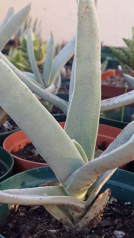Crassula perfoliata