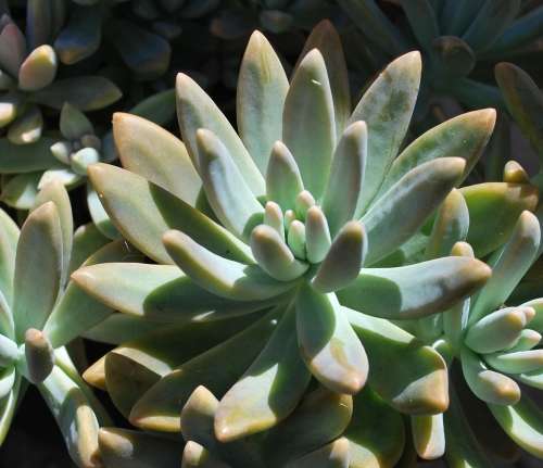 Pachyphytum longifolium