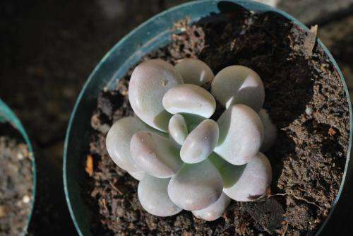 Pachyphytum oviferum - Moonstone