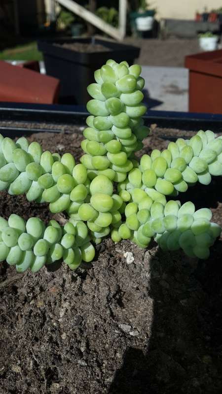 Sedum burrito  - Baby Donkey Tail