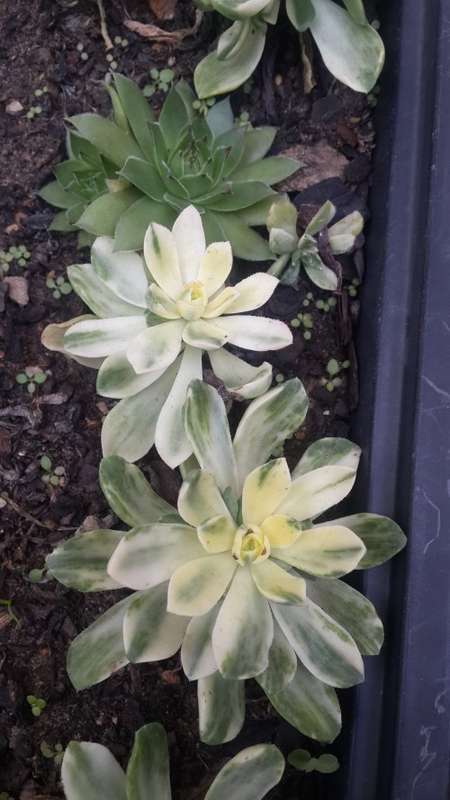 Aeonium ¿Suncup¿, Aeonium castello-paivae f. variegate