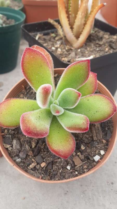Echeveria Ruby Blush