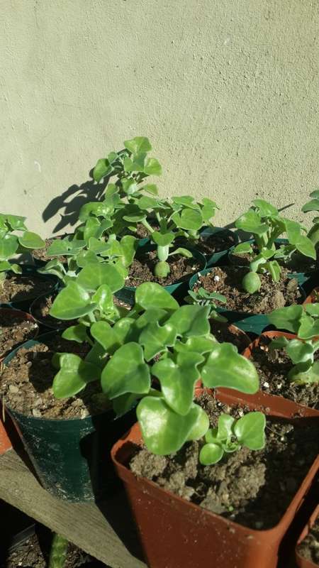 Senecio articulatus