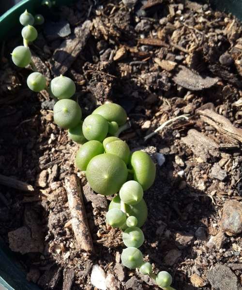 Senecio rowleyanus/String of Pearls