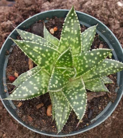 Gasteria/Aloe hybrid: