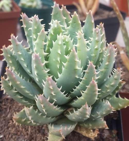 Aloe Brevifolia