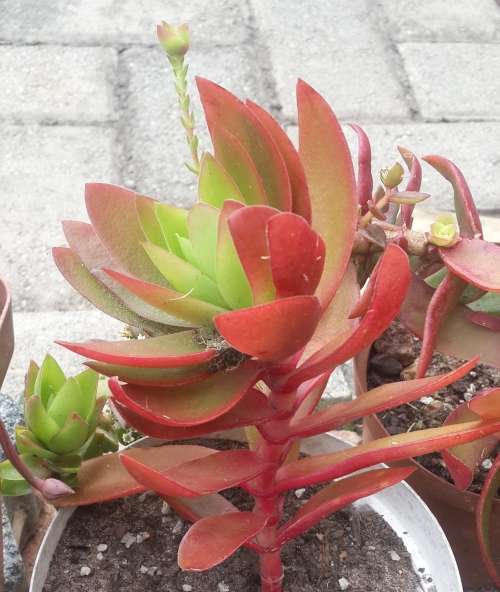 Crassula capitella "Campfire"