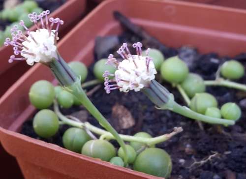 Senecio rowleyanus/String of Pearls