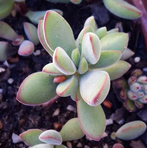 Crassula Rogersii
