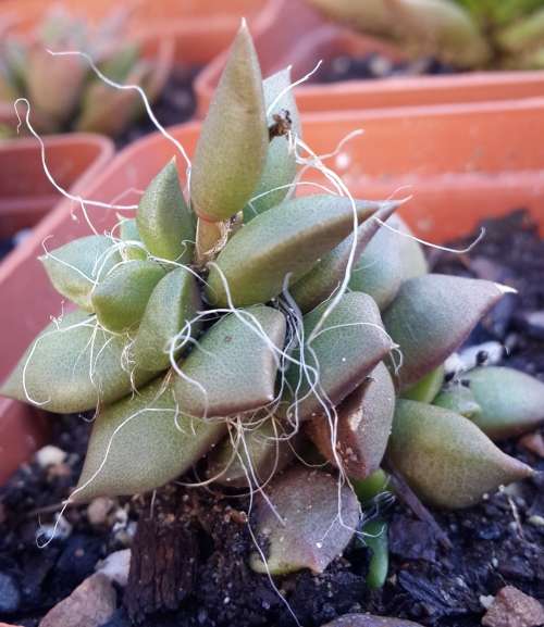 Anacampseros Ruferscens