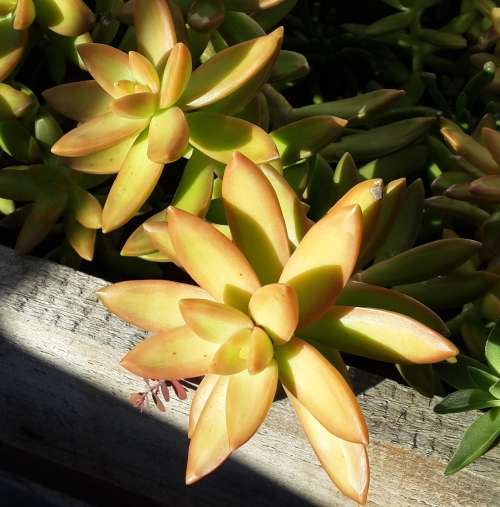 Sedum adolphii