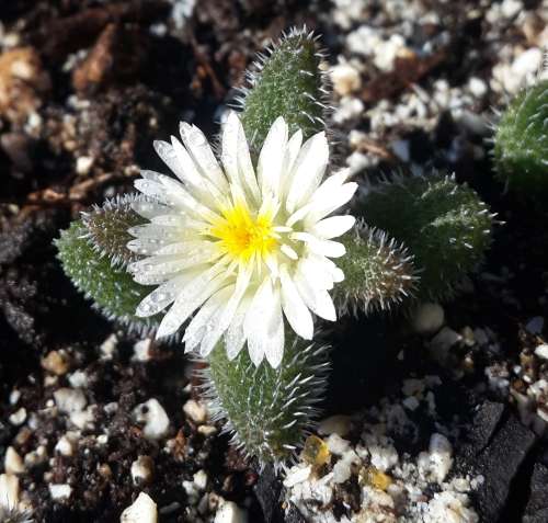 Delesperma Echinatum