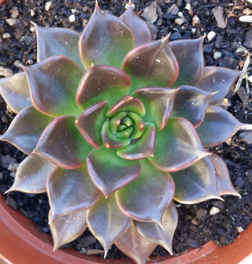 Echeveria Black Prinse