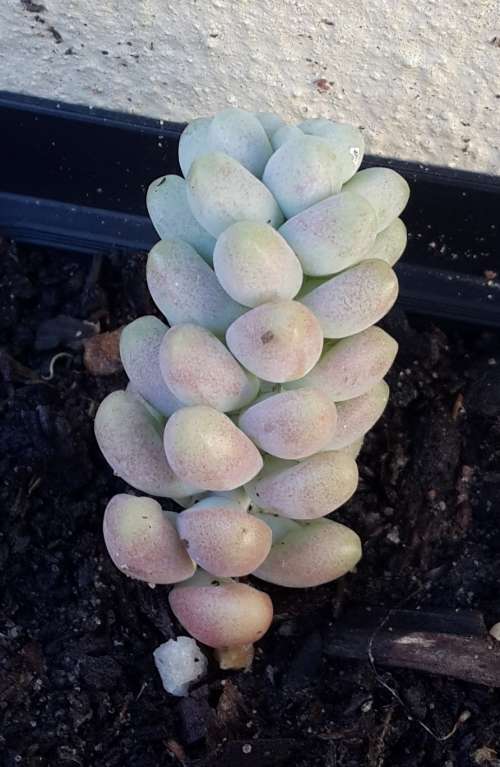 Sedum Burrito "Donkey Tail"