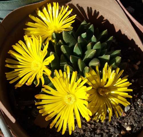 Rabiea difformis