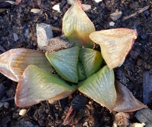 Haworthia Retusa
