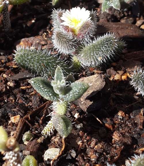 Delesperma Echinatum