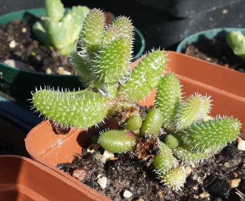 Delesperma Echinatum