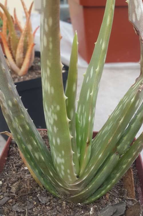 Aloe Vera