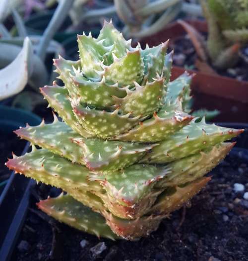 Aloe Juvenna (Tiger Tooth Aloe)